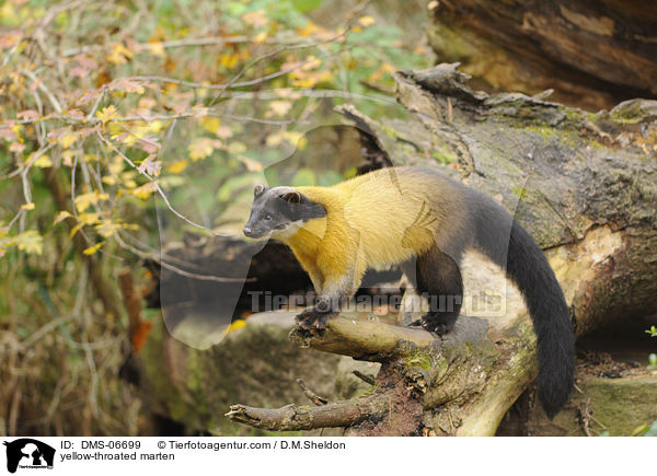 yellow-throated marten / DMS-06699