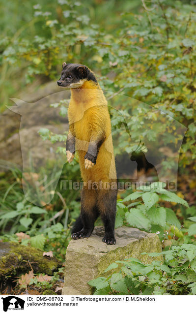 Buntmarder / yellow-throated marten / DMS-06702