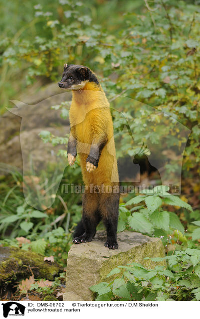 yellow-throated marten / DMS-06702