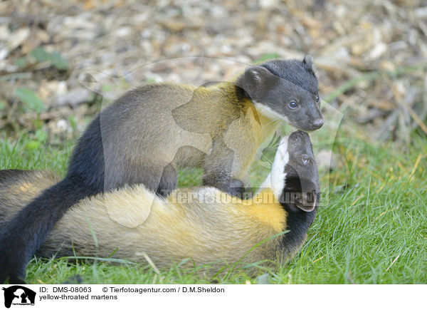 yellow-throated martens / DMS-08063