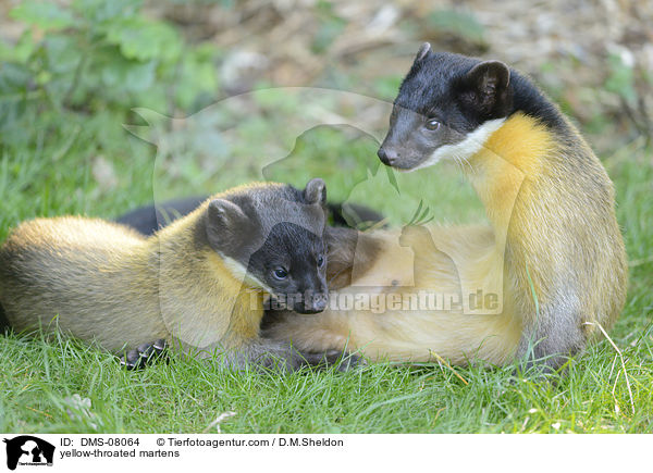 yellow-throated martens / DMS-08064