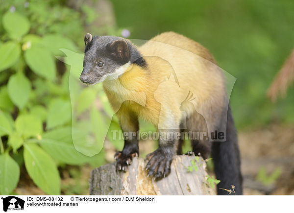 yellow-throated marten / DMS-08132