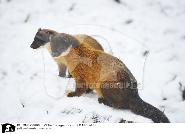 Buntmarder / yellow-throated martens / DMS-08660