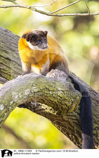 Buntmarder / yellow-throated marten / DMS-11085