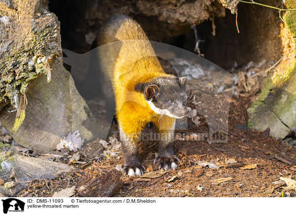 Buntmarder / yellow-throated marten / DMS-11093