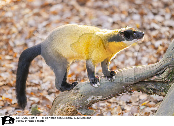 Buntmarder / yellow-throated marten / DMS-13916