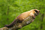 yellow-throated marten