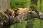 yellow-throated marten