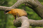 yellow-throated marten