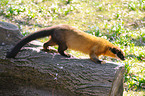 yellow-throated marten