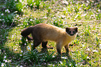 yellow-throated marten