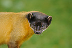 yellow-throated marten