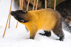 yellow-throated marten