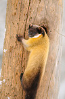 yellow-throated marten