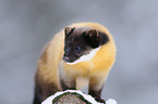 yellow-throated marten