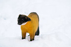 yellow-throated marten