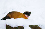 yellow-throated marten