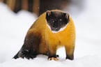 yellow-throated marten