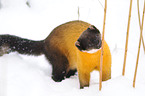 yellow-throated marten