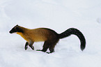 yellow-throated marten