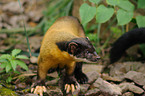 yellow-throated marten