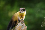 yellow-throated marten