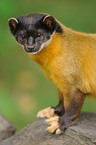 yellow-throated marten