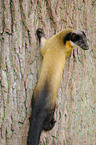 yellow-throated marten