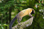 yellow-throated marten