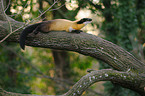 yellow-throated marten