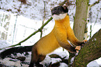 yellow-throated marten