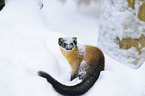 yellow-throated marten