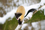 yellow-throated marten