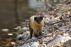 yellow-throated marten