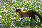 yellow-throated marten