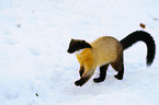 yellow-throated marten