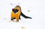 yellow-throated marten