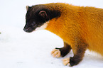 yellow-throated marten