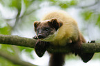 yellow-throated marten