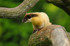 yellow-throated marten