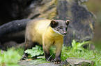 yellow-throated marten