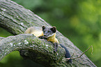 yellow-throated marten