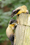 yellow-throated martens