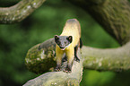 yellow-throated marten