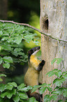 yellow-throated marten