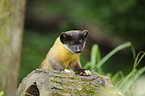 yellow-throated marten