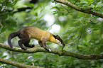 yellow-throated marten