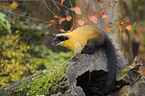 yellow-throated marten