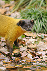 yellow-throated marten