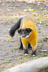 yellow-throated marten